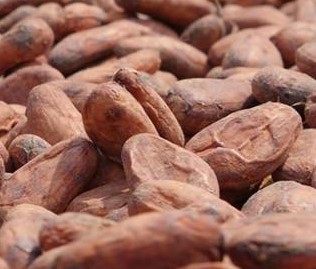 14/11/23  Cacao : aprs une 7e augmentation en trois mois, le prix du kilogramme de fves atteint 2 000 FCFA au Cameroun